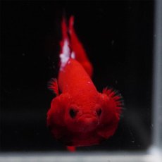画像3: HMPK　ヘルボーイ (3)