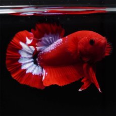画像6: HMPK　ヘルボーイ (6)