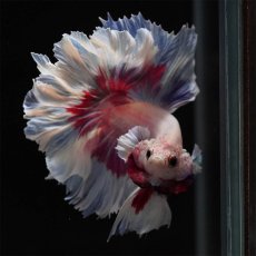 画像14: HM　ホワイトファンシー　フェザーテール (14)