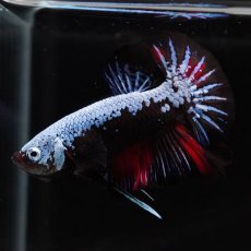 画像4: HMPK　ブルーブラックサムライ　変わり柄 (4)