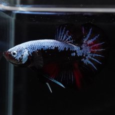 画像6: HMPK　ブルーブラックサムライ　変わり柄 (6)