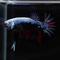 画像5: HMPK　ブルーブラックサムライ　変わり柄 (5)