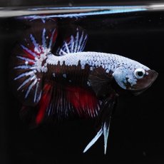 画像3: HMPK　ブルーブラックサムライ　変わり柄 (3)
