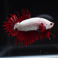 画像12: CTPK　プラチナレッドドラゴン (12)
