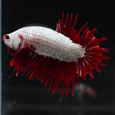 画像6: CTPK　プラチナレッドドラゴン (6)