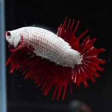 画像10: CTPK　プラチナレッドドラゴン (10)