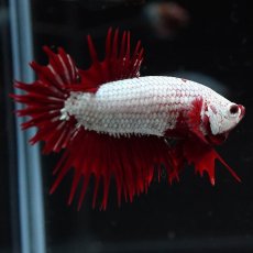 画像11: CTPK　プラチナレッドドラゴン (11)