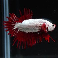 画像9: CTPK　プラチナレッドドラゴン (9)