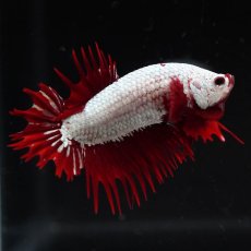 画像7: CTPK　プラチナレッドドラゴン (7)