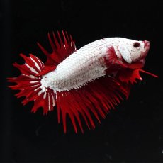 画像5: CTPK　プラチナレッドドラゴン (5)
