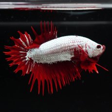 画像3: CTPK　プラチナレッドドラゴン (3)