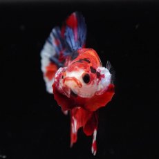 画像4: HMPK　キャンディ (4)