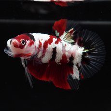 画像9: HMPK　鯉ギャラクシー (9)