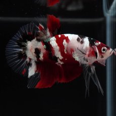 画像8: HMPK　鯉ギャラクシー (8)