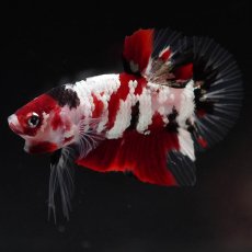 画像6: HMPK　鯉ギャラクシー (6)
