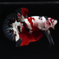 画像5: HMPK　鯉ギャラクシー (5)