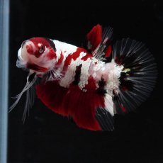 画像2: HMPK　鯉ギャラクシー (2)