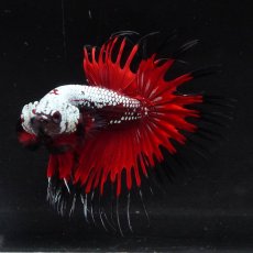 画像3: CT　ブラックレッドサムライ (3)