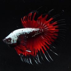 画像1: CT　ブラックレッドサムライ (1)
