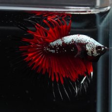 画像11: CT　ブラックレッドサムライ (11)
