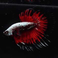 画像7: CT　ブラックレッドサムライ (7)