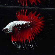 画像5: CT　ブラックレッドサムライ (5)