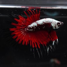 画像8: CT　ブラックレッドサムライ (8)