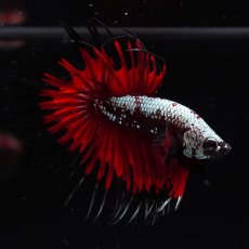 画像2: CT　ブラックレッドサムライ (2)