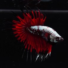 画像6: CT　ブラックレッドサムライ (6)
