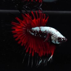 画像4: CT　ブラックレッドサムライ (4)