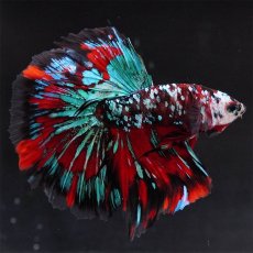 画像7: HM　レッドギャラクシー (7)