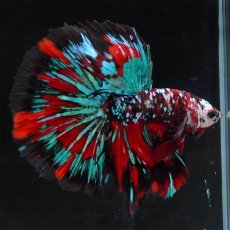 画像3: HM　レッドギャラクシー (3)