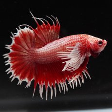 画像2: CTPKダンボ　レッドドラゴン (2)