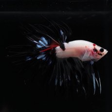 画像6: CT　鯉　変わり柄 (6)