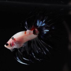 画像2: CT　鯉　変わり柄 (2)