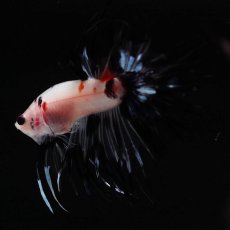 画像4: CT　鯉　変わり柄 (4)