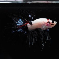画像1: CT　鯉　変わり柄 (1)