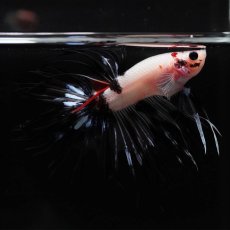 画像3: CT　鯉　変わり柄 (3)