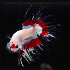 画像16: CT　ファンシー (16)