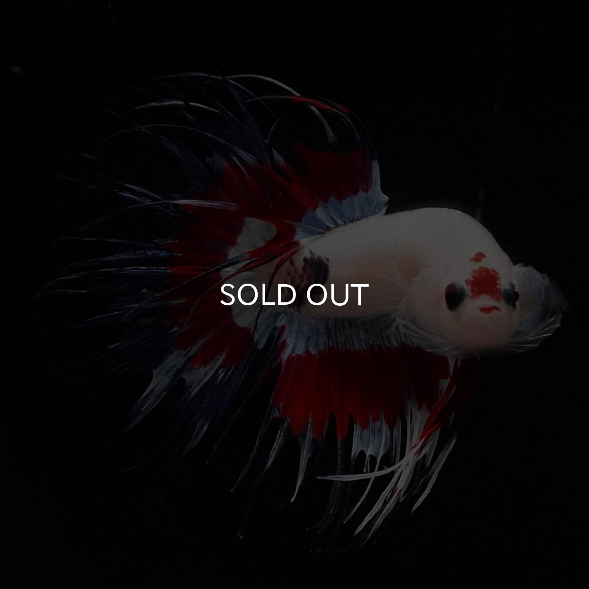 画像12: CT　ファンシー (12)