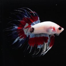 画像5: CT　ファンシー (5)