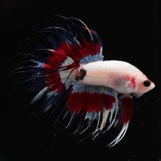 画像7: CT　ファンシー (7)