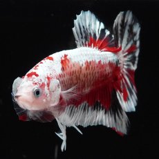 画像3: HMPK　ブラックレッドサムライ　変わり柄 (3)