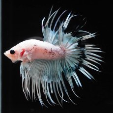 画像5: CT　ホワイトファンシー (5)