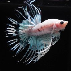 画像14: CT　ホワイトファンシー (14)