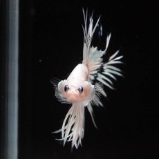 画像3: CT　ホワイトファンシー (3)