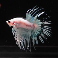 画像13: CT　ホワイトファンシー (13)