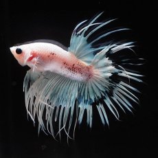 画像9: CT　ホワイトファンシー (9)