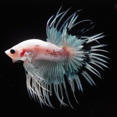 画像7: CT　ホワイトファンシー (7)