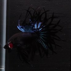 画像15: KCT　ブラックオーキッド (15)